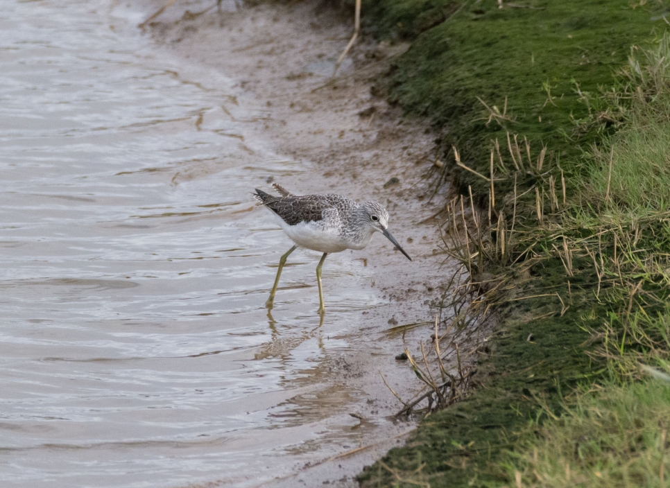 Latest Sightings